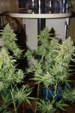 IMG_9875.JPG