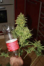 IMG_9901.JPG