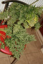 IMG_9921.JPG