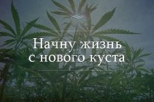 КАНАБИС+ (22).jpg