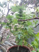 IMG_20171026_133350.jpg
