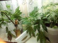 2017-06-10 15-44-35.JPG