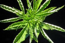 Без названия (1).jpg