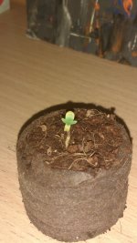 IMG_20171031_142359822.jpg