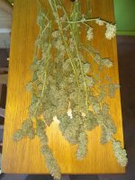 IMG_20171031_140634[1].jpg