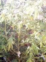IMG_20171102_095957.jpg