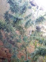 IMG_20171102_100126.jpg
