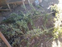 IMG_20171102_100531.jpg