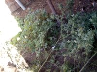 IMG_20171102_100952.jpg
