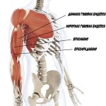 anatomiya-bitsepsa.jpg