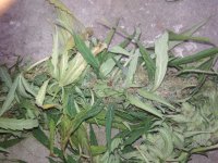 IMG_20171103_152102.jpg