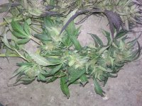 IMG_20171103_152031.jpg