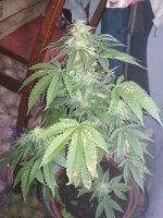 IMG_20171103_151417.jpg