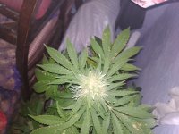 IMG_20171103_151435.jpg