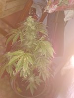 IMG_20171103_151809.jpg