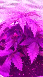 IMG-20171103-WA0004.jpg