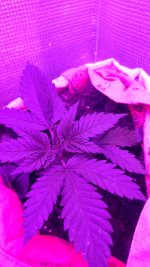 IMG-20171103-WA0003.jpg