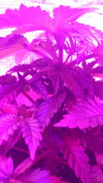 IMG-20171103-WA0001.jpg
