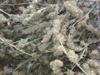 IMG_20171105_140936.jpg