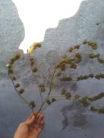 IMG_20171105_141203.jpg