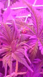 IMG-20171105-WA0010.jpg
