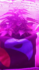 IMG-20171105-WA0009.jpg