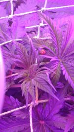 IMG-20171105-WA0008.jpg