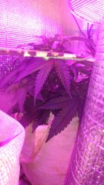 IMG-20171105-WA0006.jpg