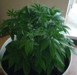 IMG_20171106_133933.jpg