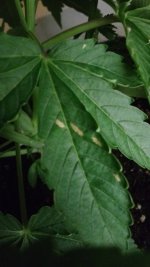 IMG_20171106_133811875.jpg