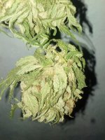 IMG_20171104_153721.jpg