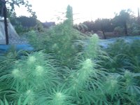 Фото-1052.jpg