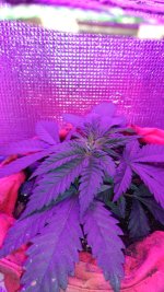 IMG-20171110-WA0004.jpg