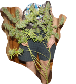 Безымянный.png Безымянный.png