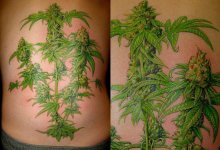 plant_xkIsg_17620.jpg