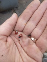 IMG_20171113_144357.jpg