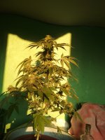 IMG_20171116_152734.jpg