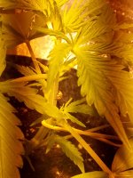 IMG_20171118_215730.jpg