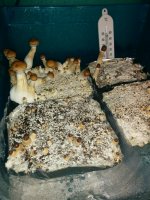 IMG_20171121_203604.jpg