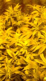 IMG_20171121_181844.jpg
