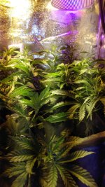 IMG-20171123-WA0001.jpg