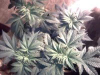 vlcsnap-00011 копия.jpg