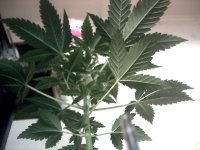 vlcsnap-00001 копия.jpg