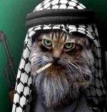 sbezhal-nash-kotik-teper-terrorist.l.jpg