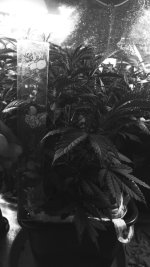 IMG-20171125-WA0000.jpg