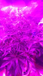 IMG-20171125-WA0007.jpg
