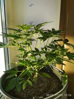 IMG_20171126_123430.jpg