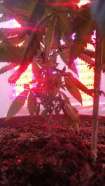 20171127_184554.jpg