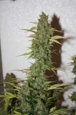 IMG_0077.JPG