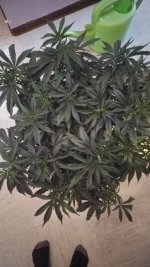 IMG-20171128-WA0002.jpg